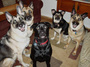 5gooddogs.jpg